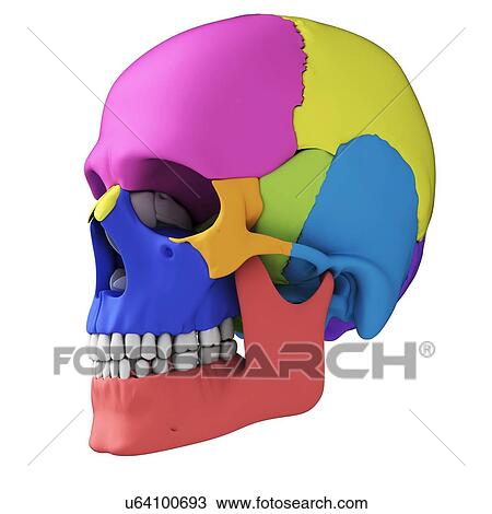 Human skull anatomy, illustration View Large Illustration Drawing - Human skull anatomy, illustration. Fotosearch