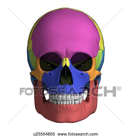 Human skull anatomy, illustration View Large Illustration Stock Illustration - Human skull anatomy, illustration. Fotosearch