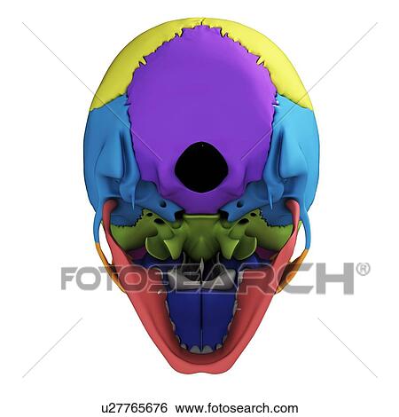 Stock Illustration - Human skull anatomy, illustration. Fotosearch