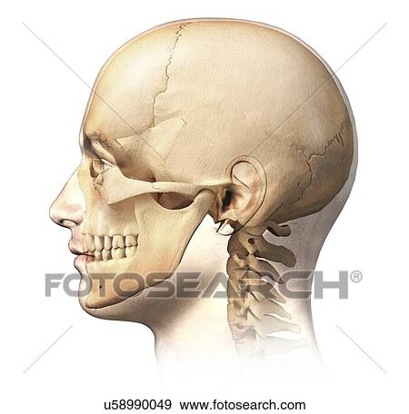 Stock Illustration - Human skull, artwork. Fotosearch