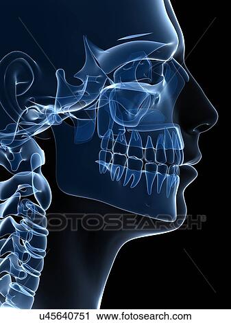 Clip Art - Human skull, illustration. Fotosearch