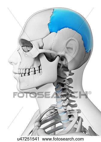 Human skull, illustration View Large Illustration Clip Art - Human skull, illustration. Fotosearch