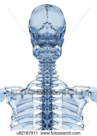 Human skull, illustration View Large Illustration Clip Art - Human skull, illustration. Fotosearch