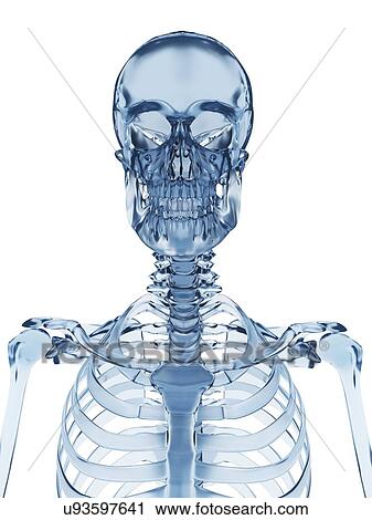 Human skull, illustration View Large Illustration Clip Art - Human skull, illustration. Fotosearch