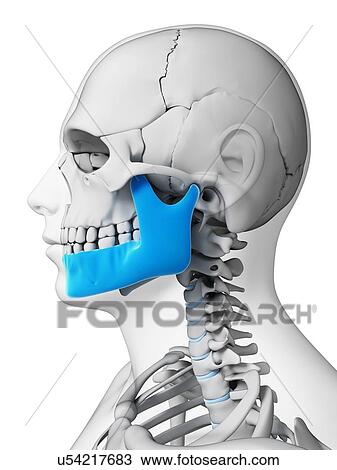 Human skull, illustration View Large Illustration Drawing - Human skull, illustration. Fotosearch