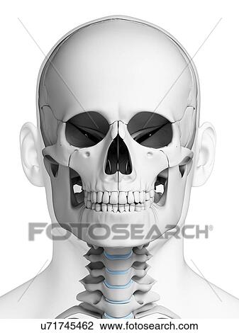Human skull, illustration View Large Illustration Drawing - Human skull, illustration. Fotosearch