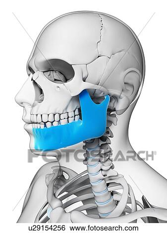 Human skull, illustration View Large Illustration Stock Illustration - Human skull, illustration. Fotosearch