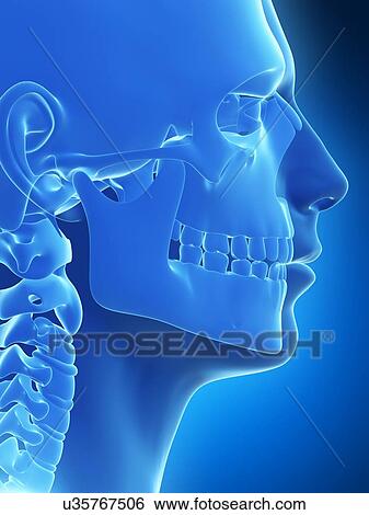 Stock Illustration - Human skull, illustration. Fotosearch