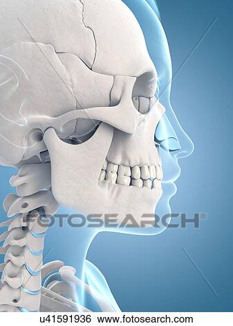 Human skull, illustration View Large Illustration Stock Illustration - Human skull, illustration. Fotosearch