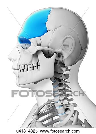 Stock Illustration - Human skull, illustration. Fotosearch