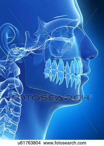 Human skull, illustration View Large Illustration Stock Illustration - Human skull, illustration. Fotosearch