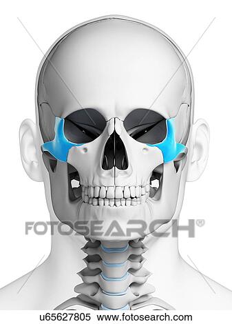 Human skull, illustration View Large Illustration Stock Illustration - Human skull, illustration. Fotosearch
