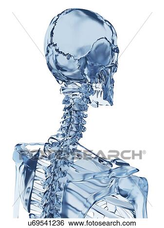 Human skull, illustration View Large Illustration Stock Illustration - Human skull, illustration. Fotosearch