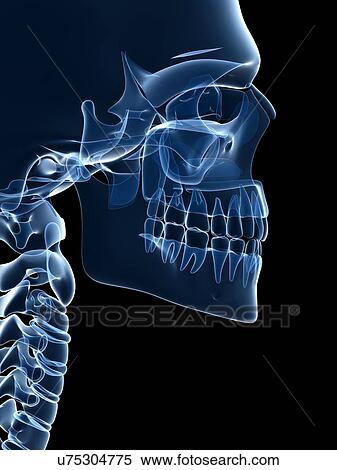 Human skull, illustration View Large Illustration Stock Illustration - Human skull, illustration. Fotosearch