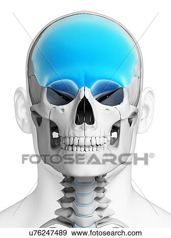 Human skull, illustration View Large Illustration Stock Illustration - Human skull, illustration. Fotosearch