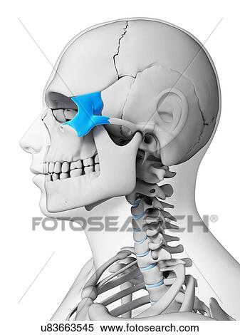 Stock Illustration - Human skull, illustration. Fotosearch