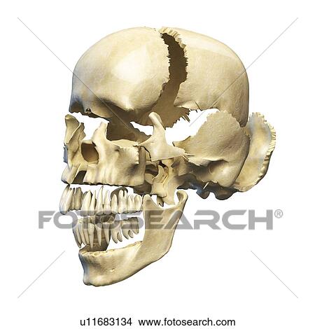 Stock Illustration - Human skull in sections, artwork. Fotosearch