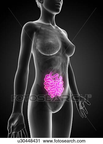 Clip Art - Human small intestine, illustration. Fotosearch