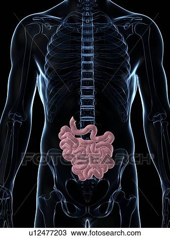 Drawing - Human small intestine, illustration. Fotosearch