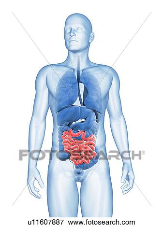 Stock Illustration - Human small intestine, illustration. Fotosearch