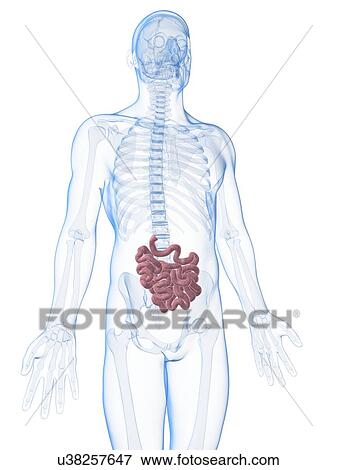 Human small intestine, illustration View Large Illustration Stock Illustration - Human small intestine, illustration. Fotosearch