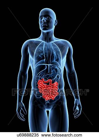 Human small intestine, illustration View Large Illustration Stock Illustration - Human small intestine, illustration. Fotosearch