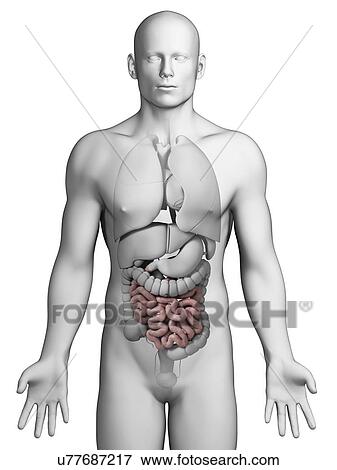 Stock Illustration - Human small intestine, illustration. Fotosearch