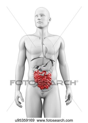 Stock Illustration - Human small intestine, illustration. Fotosearch