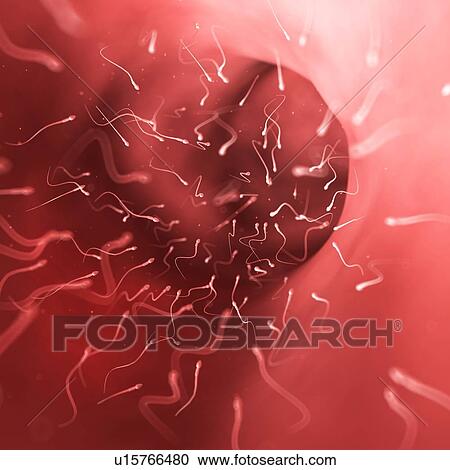 Human sperm and egg, illustration View Large Illustration Clipart - Human sperm and egg, illustration. Fotosearch