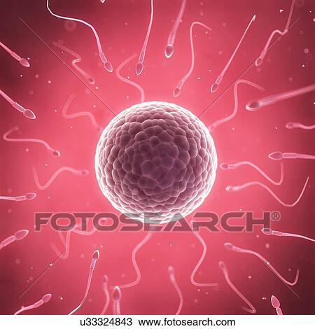 Human sperm and egg, illustration View Large Illustration Drawing - Human sperm and egg, illustration. Fotosearch