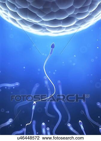 Human sperm and egg, illustration View Large Illustration Drawing - Human sperm and egg, illustration. Fotosearch