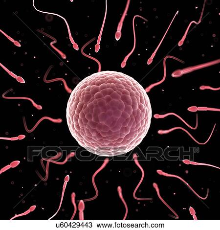 Human sperm and egg, illustration View Large Illustration Drawing - Human sperm and egg, illustration. Fotosearch