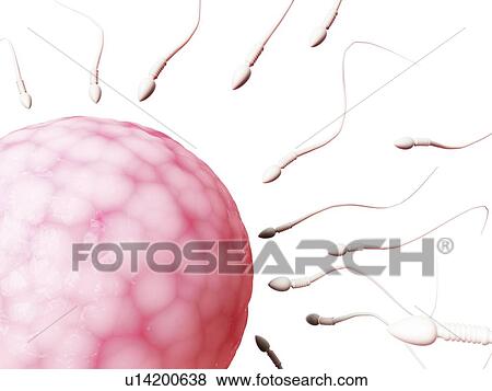Human sperm and egg, illustration View Large Illustration Stock Illustration - Human sperm and egg, illustration. Fotosearch