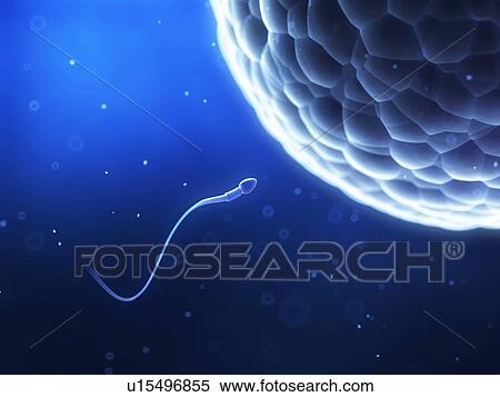 Human sperm and egg, illustration View Large Illustration Stock Illustration - Human sperm and egg, illustration. Fotosearch