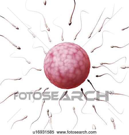 Human sperm and egg, illustration View Large Illustration Stock Illustration - Human sperm and egg, illustration. Fotosearch