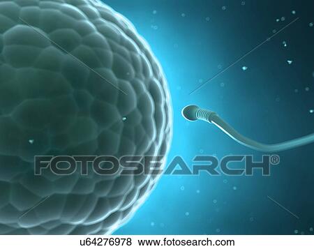 Stock Illustration - Human sperm and egg, illustration. Fotosearch