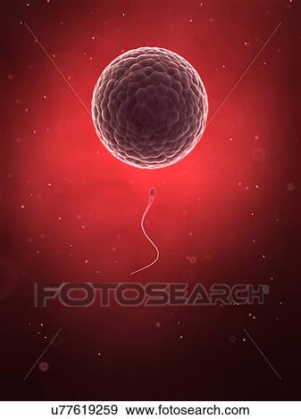 Human sperm and egg, illustration View Large Illustration Stock Illustration - Human sperm and egg, illustration. Fotosearch