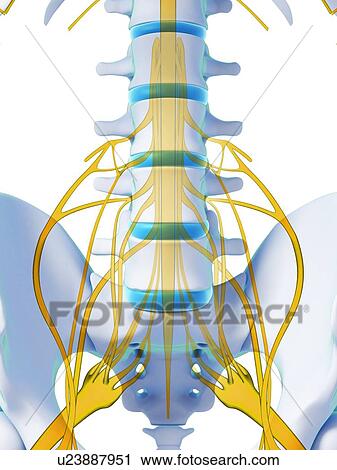 Clip Art - Human spinal cord, illustration. Fotosearch