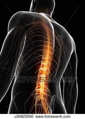 Clipart - Human spinal cord, illustration. Fotosearch