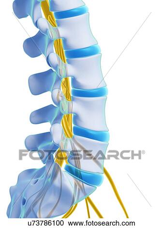 Clipart - Human spinal cord, illustration. Fotosearch