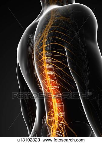 Drawing - Human spinal cord, illustration. Fotosearch