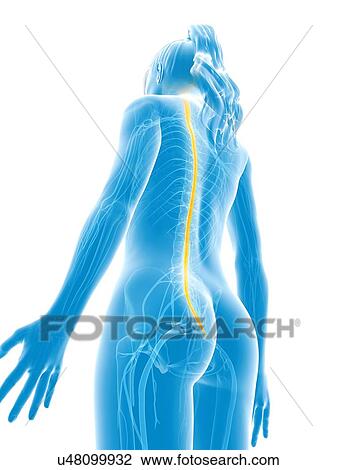 Drawing - Human spinal cord, illustration. Fotosearch