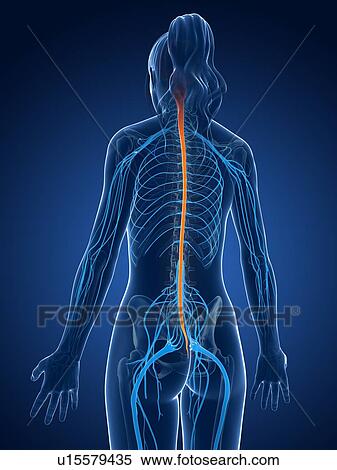 Stock Illustration - Human spinal cord, illustration. Fotosearch