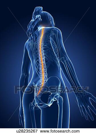Human spinal cord, illustration View Large Illustration Stock Illustration - Human spinal cord, illustration. Fotosearch