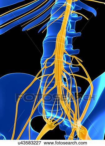 Stock Illustration - Human spinal cord, illustration. Fotosearch