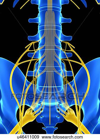 Stock Illustration - Human spinal cord, illustration. Fotosearch