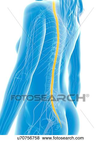 Stock Illustration - Human spinal cord, illustration. Fotosearch