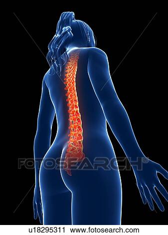Clip Art - Human spine, illustration. Fotosearch
