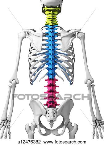 Drawing - Human spine, illustration. Fotosearch
