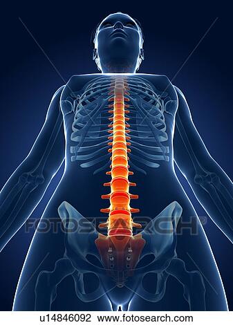 Human spine, illustration View Large Illustration Drawing - Human spine, illustration. Fotosearch